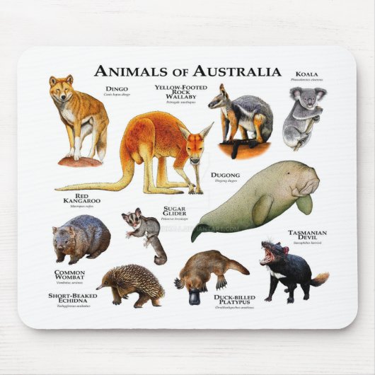 Tiere aus Australien Mousepad (Vorne)