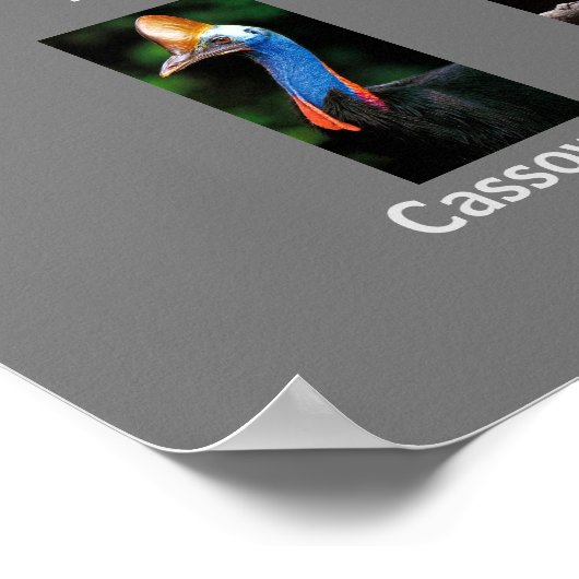 Tiere aus Australien Poster (Ecke)