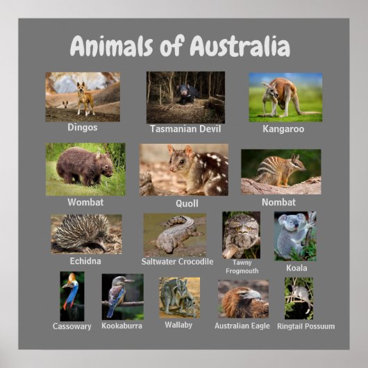 Tiere aus Australien Poster (Vorne)