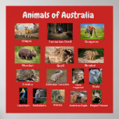 Tiere aus Australien Poster (Vorne)