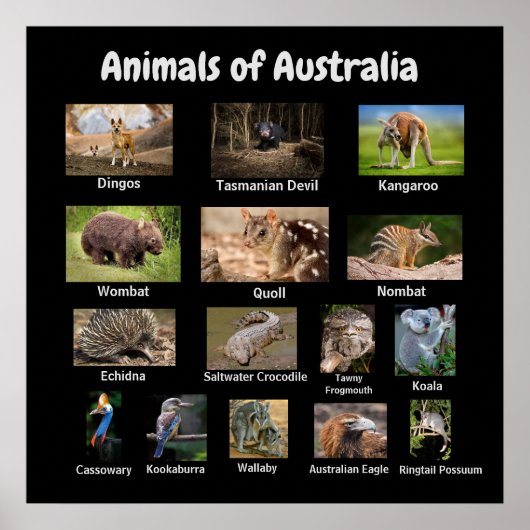 Tiere aus Australien Poster (Vorne)