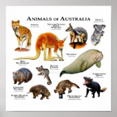 Tiere aus Australien Poster (Vorne)
