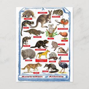 Tiere aus Australien Postkarte