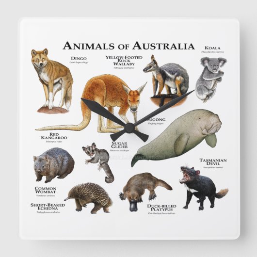 Tiere aus Australien Quadratische Wanduhr (Vorderseite)