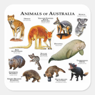 Tiere aus Australien Quadratischer Aufkleber