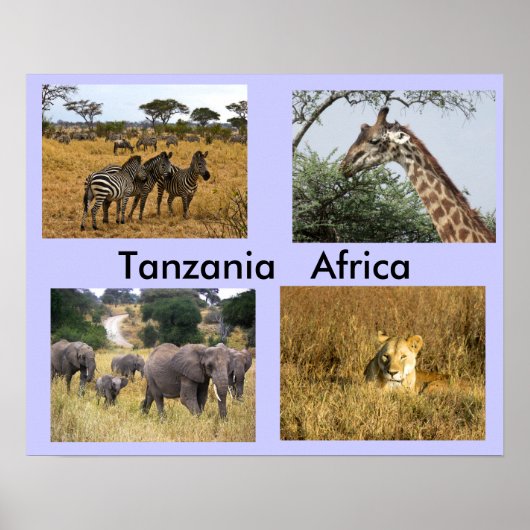 Tiere aus Tansania und Afrika Poster (Vorne)