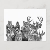 Tiere der Sonoran-Wüste im Südwesten