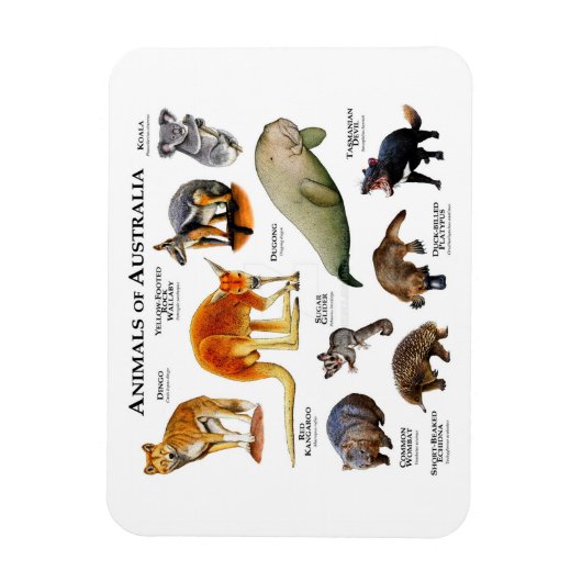 Tiere des Australischen Magnet (Vertikal)