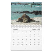 Tiere des Kalenders Galapagos 2019 Kalender (Jan 2026)