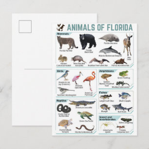 Tiere Floridas, Florida USA Wildtiere Postkarte
