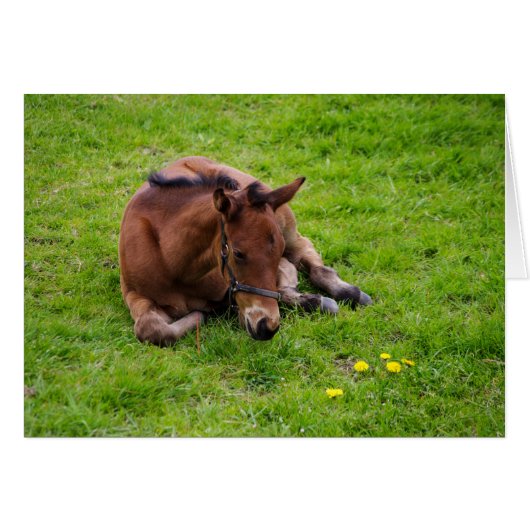 Tiere Grüße Karte, leer innen. (Vorderseite (Horizontal))