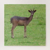 Tiere, Hirsche, Natur, wild lebende Tiere, Jungtie Puzzle (Vertikal)