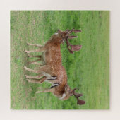 Tiere, Hirsche, Natur, wild lebende Tiere, Jungtie Puzzle (Horizontal)