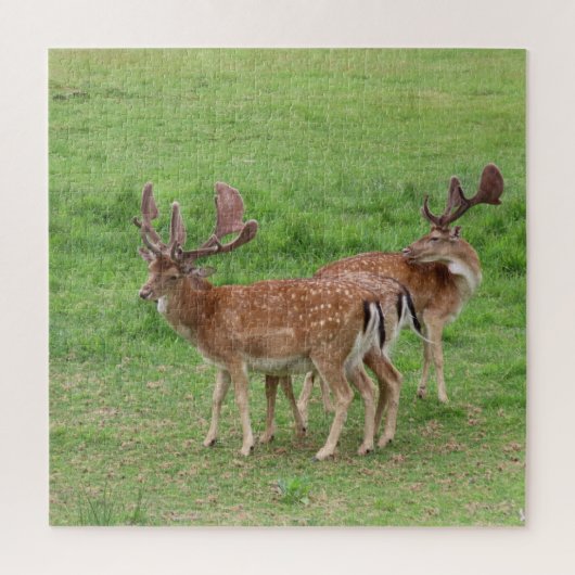 Tiere, Hirsche, Natur, wild lebende Tiere, Jungtie Puzzle (Vertikal)