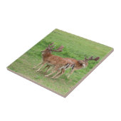 Tiere, Hirsche, wild lebende Tiere, Wald, Wiese, J Fliese (Seite)