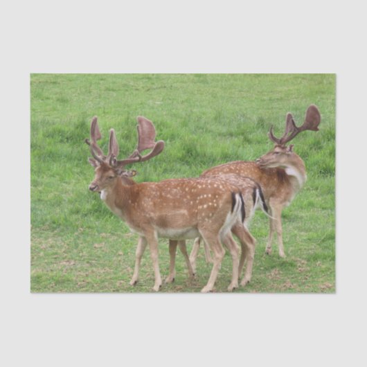 Tiere, Hirsche, wild lebende Tiere, Wald, Wiese, J Seidenpapier (Vorderseite)