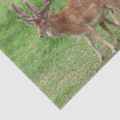 Tiere, Hirsche, wild lebende Tiere, Wald, Wiese, J Seidenpapier (Ausschnitt)