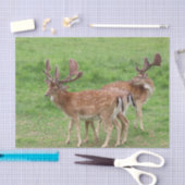 Tiere, Hirsche, wild lebende Tiere, Wald, Wiese, J Seidenpapier (Handwerk)