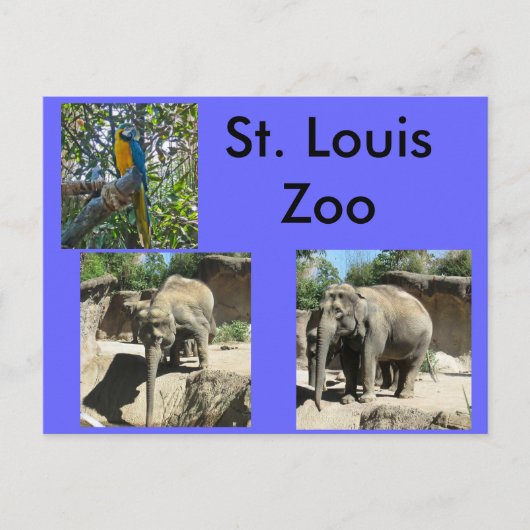 Tiere im Zoo Postkarte (Vorderseite)