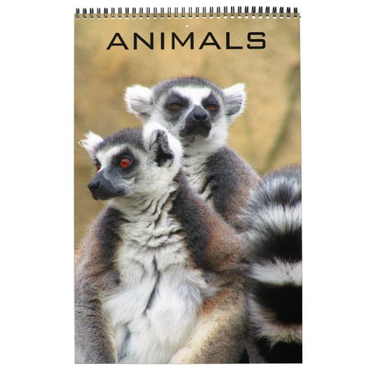Tiere Kalender (Titelbild)
