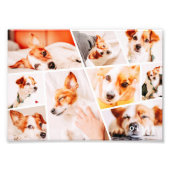 Tiere Moderne, einfache 9-Fotos-Sammlung Fotodruck (Vorne)