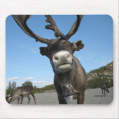 Tiere Mousepad 63 (Vorne)