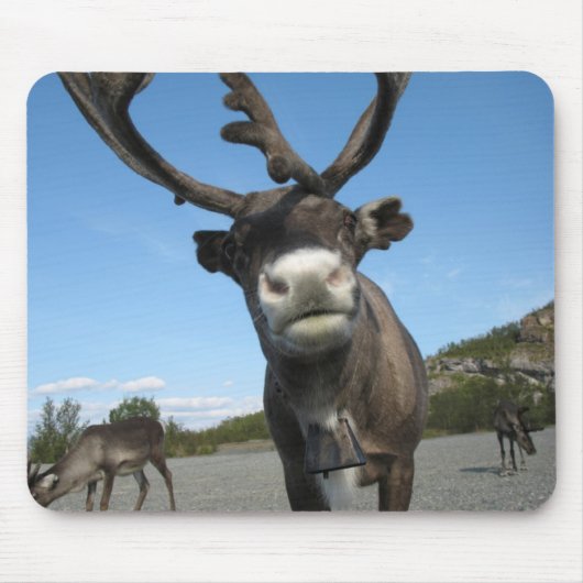 Tiere Mousepad 63 (Vorne)