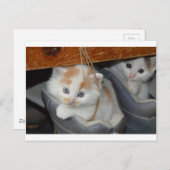 Tiere Niedlich Kitten Haustiere Katzen Postkarte (Vorne/Hinten)