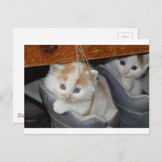 Tiere Niedlich Kitten Haustiere Katzen Postkarte (Vorne/Hinten)