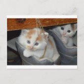 Tiere Niedlich Kitten Haustiere Katzen Postkarte (Vorderseite)