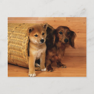 Tiere, Niedliche Welpen Postkarte