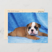 Tiere, Niedliche Welpen Postkarte (Vorne/Hinten)