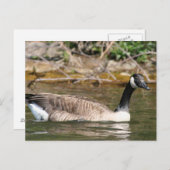 Tiere Postkarte (Vorne/Hinten)