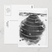 Tiere Postkarte (Vorne/Hinten)