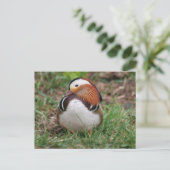 Tiere Postkarte (Stehend Vorderseite)
