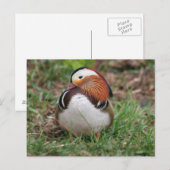 Tiere Postkarte (Vorne/Hinten)