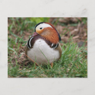 Tiere Postkarte