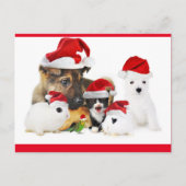 Tiere Postkarte (Vorderseite)