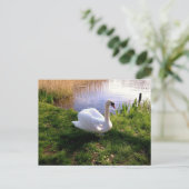 Tiere Postkarte (Stehend Vorderseite)