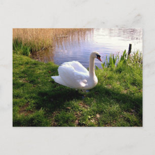 Tiere Postkarte