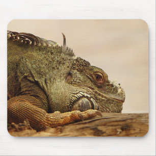 Tiere, Reptilien, Eidechsen Mousepad