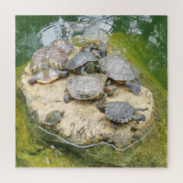 Tiere, Reptilien, Schildkröten, Wasser, Natur, Pfl Puzzle