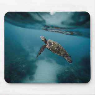 Tiere, Schildkröten, Wasser Mousepad