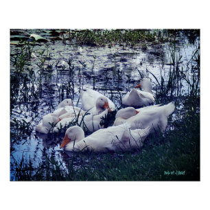 Tiere Schlafenten Teich Poster