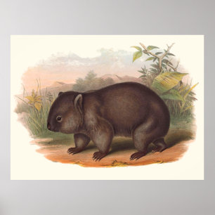 Tiere von Australien das Wombat Poster