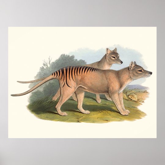 Tiere Von Australien Der Tasmanische Tiger Poster Zazzle De