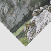 Tiere, Wasser, Schildkröten, Steine, Blume, Natur, Seidenpapier (Ausschnitt)