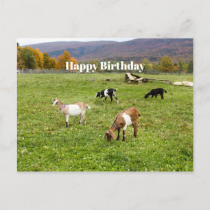 Tiere Ziegen Weide Vermont Foto Geburtstag Postkarte