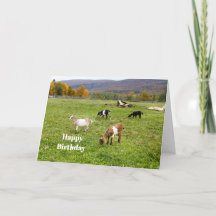 Tiere Ziegen Weiden Vermont Foto Geburtstag