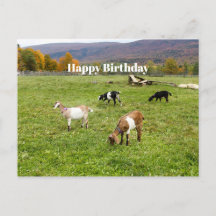 Tiere Ziegen Weiden Vermont Foto Geburtstag